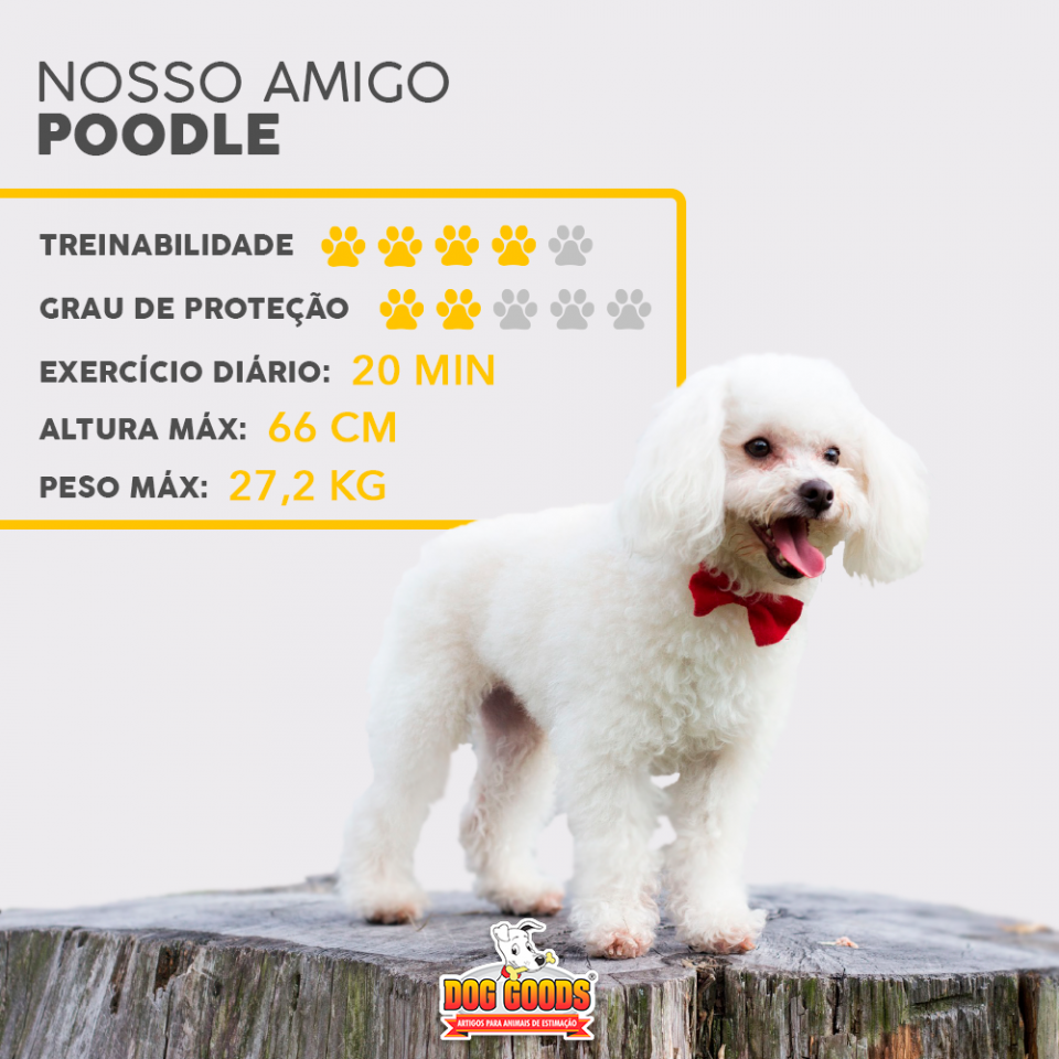 Cachorro Poodle