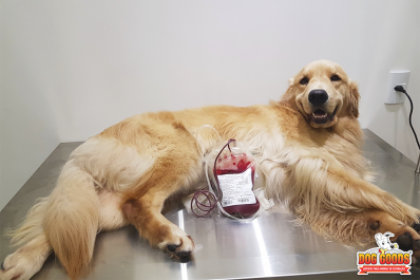 Cães podem doar sangue?