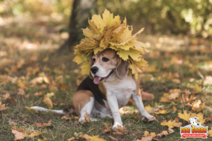 Quais os cuidados que devo ter com meu cãozinho no outono?
